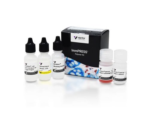 Immpress horse anti-mouse igg plus polymer kit peroxidase 15 ml