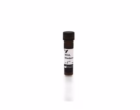 Rhodamine wheat germ agglutinin 5 mg