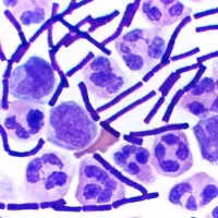 Gram pour microbiologie avec fuchsine basique 500 ml