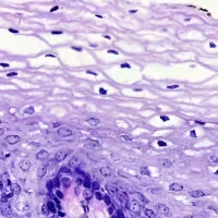 Digestion enzymatique amylase 100 tests