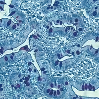 Bleu alcian ph 2,5 pas 100 tests