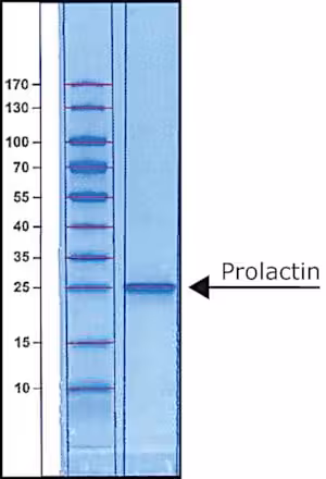 Prolactin human bioreagent sup à= 97% 50 µg