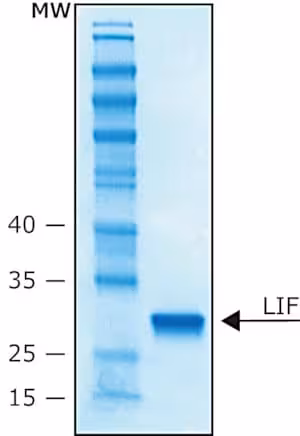 Leukemia inhibitory factor human lif 10 µg