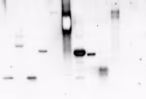Lectin from concanavalin a peroxidase 1 mg