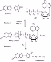 Adenosine 5 -triphosphate bioluminescen 1 kit