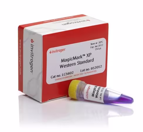 Magicmark xp western protein standard-250 µL