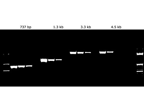 KAPA LongRange HotStart PCR Kit, 250 units with dye (6,25 ml) 500 réactions