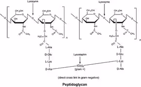 Lysozyme solution 10x1ml 10X1 ml