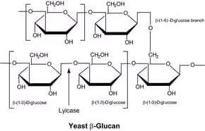 Lyticase crude from arthrobacter luteus 250ku 250 KU