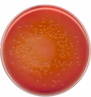 Macconkey agar with crystal violet, sodi 500 g