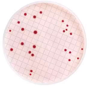 Milliflex agar cassettes (kf strep) 1 pack
