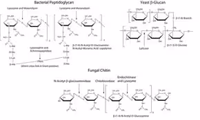 Metapolyzyme 5 mg