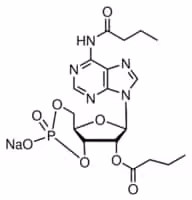N6,2 -o-dibutyryladenosine 3 :5 -cyclic 100 mg