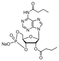 N6,2 -o-dibutyryladenosine 3 :5 -cyclic 25 mg