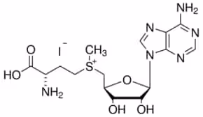 S-(5 -adenosyl)-l-methionine iodide 5 mg