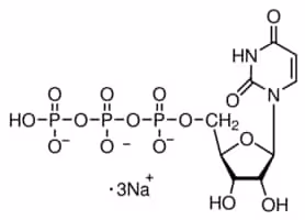 Uridine 5 -triphosphate trisodium salt 250 mg
