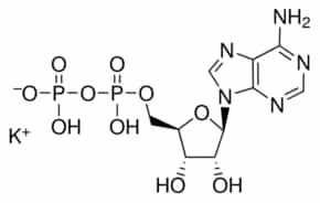Adenosine 5 -diphosphate monopotassium 1 g