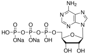 Adenosine 5'-triphosphate disodium salt solution 25 µmol