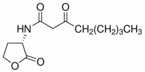 N-(3-oxooctanoyl)-l-homoserine lactone 10 mg