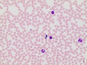 May-grunwald stain 0.25% w/v in 2.5l 2,5 L