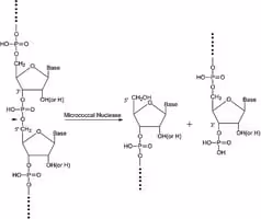 Nuclease micrococcal from staphylococcu 500 U