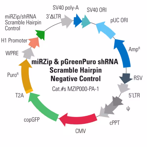 Pgreenpuro scramble hairpin control - construct (for shrnas and mirzibacterial streak 1 each