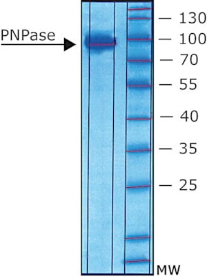 Polynucleotide phosphorylase histidine 100 µg