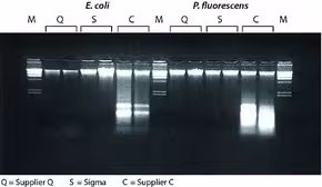Genelute bacterial genomic dna kit 10 p 1 kit