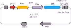 MISSION TRC3 ORF BFP DNA Control, 20 µl