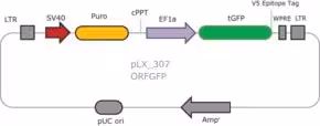 MISSION® TRC3 ORF GFP DNA Control, 20 µl