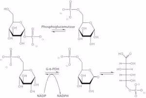 Phosphoglucomutase from rabbit muscle 1 KU