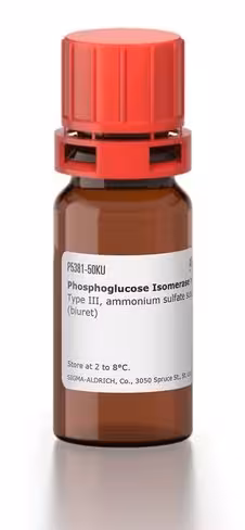 Phosphoglucose isomerase type iii from b 5 KU
