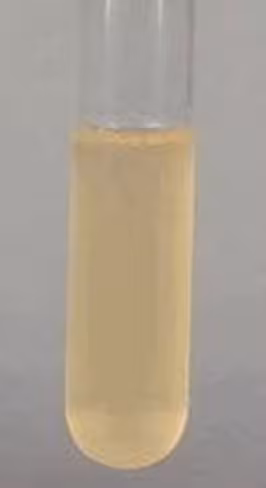 Potato dextrose broth microbiologically 250 g