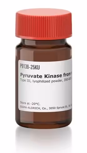 Pyruvate kinase type iii from rabbit mus 5 KU