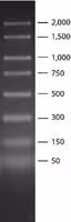 Pcr 50 - 2,000 bp marker for electroph 1 VL