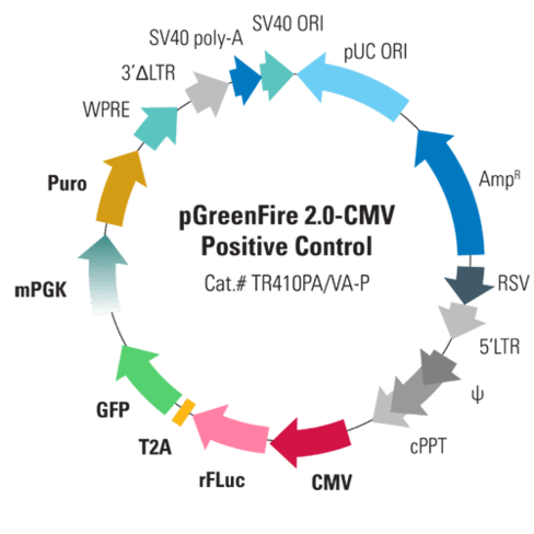 Pgreenfire 2.0-cmv positive control plasmid (pgf2-cmv-rfluc-t2a-gfp-mpgk-puro) 10 µg