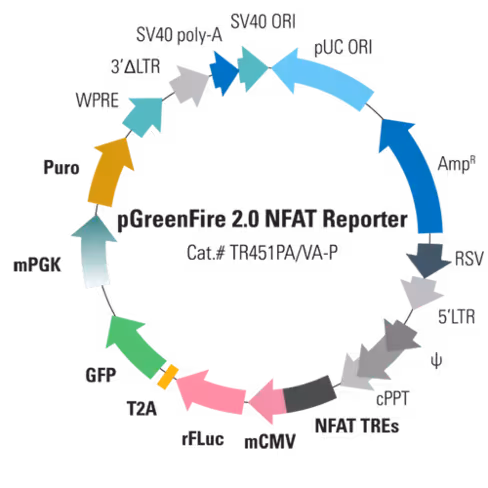Pgreenfire 2.0 nfat reporter plasmid (pgf2-nfat-rfluc-t2a-gfp-mpgk-puro) 10 µg