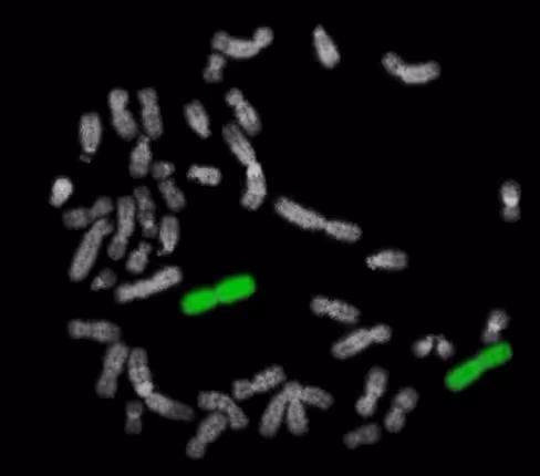 Sonde XCP 1 Chromosome 1 Painting Probe Green 50 µl 20 tests