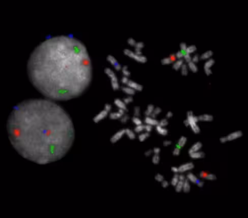 Sonde XCE 1 green 50 µl