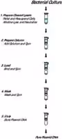 Genelute plasmid miniprep kit 1 kit