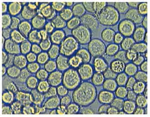 Sf9 insect cells 3vl 3 VL