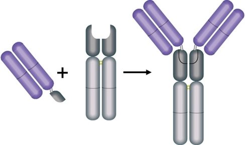 Human igg1 fcspycatcher3 1 Kit