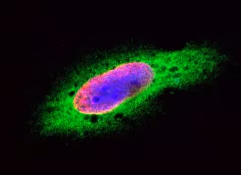PureBlu DAPI Nuclear Staining Dye 1 µg