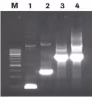Rapid DNA Dephos Ligation Kit, 160 réactions