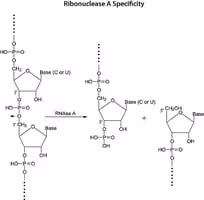 Bovine pancreas ribonuclease a for mol. bio. sup à=70 kunitz units/mg prot. 250 mg