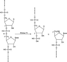 Ribonuclease t1 from aspergillus oryzae 100 KU