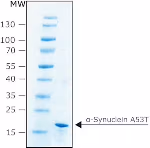 Alpha-synuclein a53t 500 µg