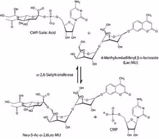 Alpha 2,6-sialyltransferase from photob 1u 1 U