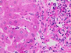 Scott s tap water substitute concentrate 6x100ml 6X100 ml