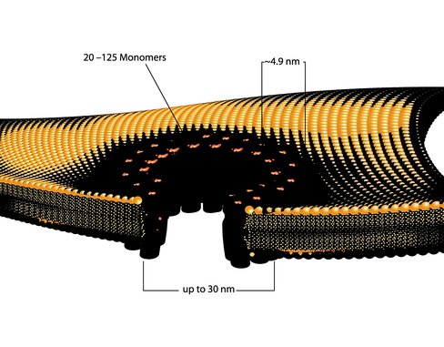 Streptolysin o from streptococcus pyogen 25 KU